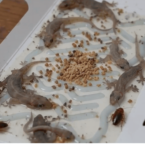 RoachCatch - Cockroach Trap | Strong Adhesion Glue | Multi-Entry Design |  10-Pack Value